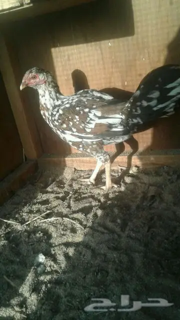 دجاجه باكستاني (image 1)