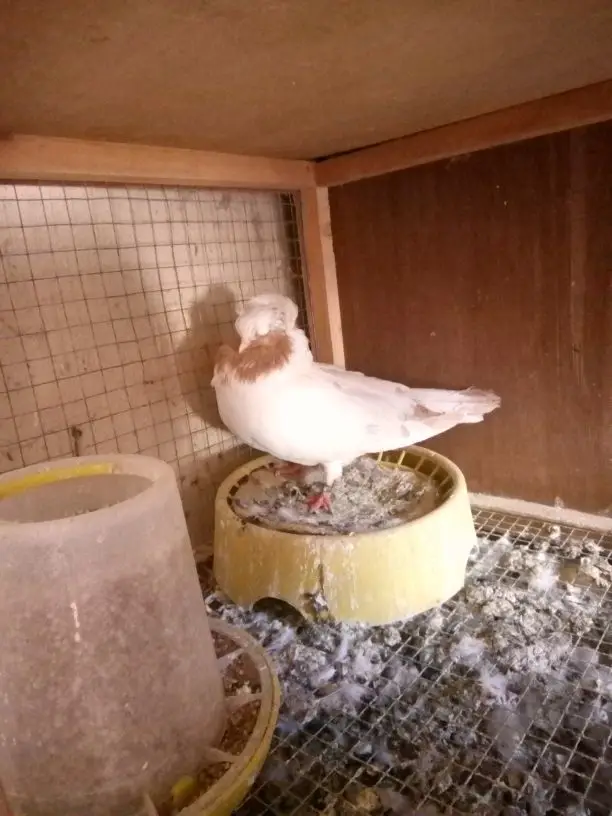 مجموعة حمام فرايد لبيع (image 10)