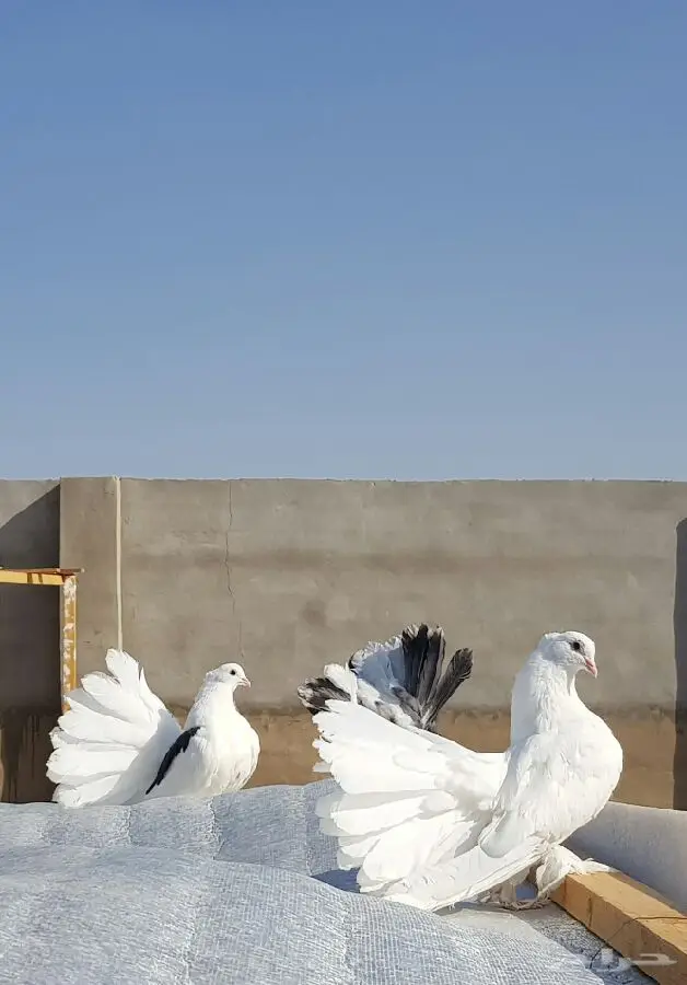 رقاقيص امريكي 