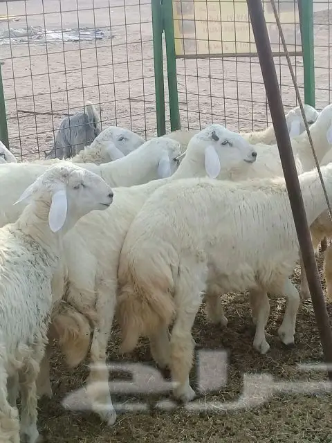 راجع التقييم واتوكل على الكريم ذبيحتك لبيتك (image 88)