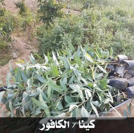شتلات بأقل الأسعار 
