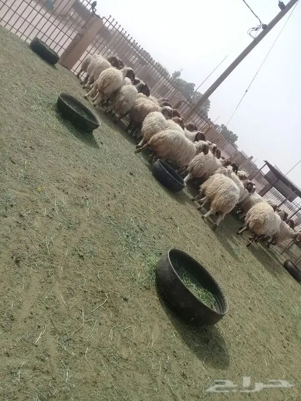 غنم نعيم
(image 2)