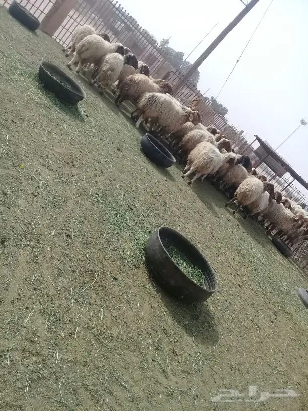 غنم نعيم
(image 1)