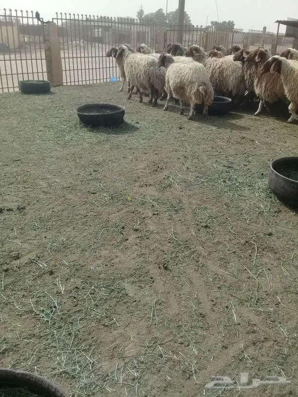 غنم نعيم
(image 3)