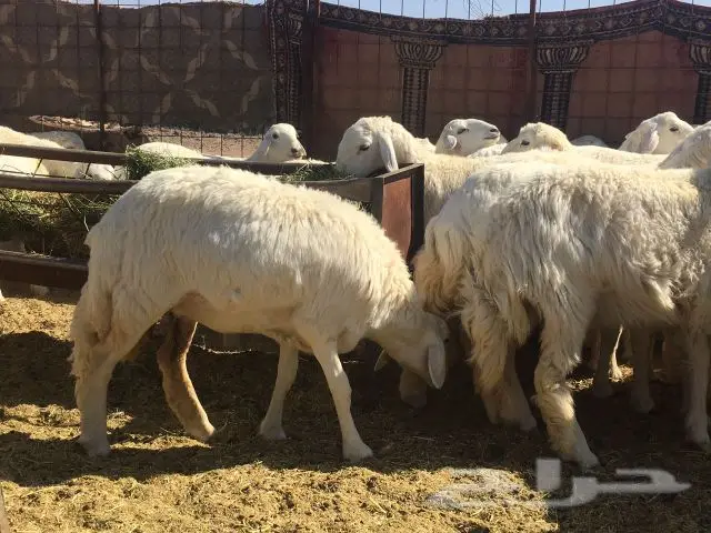 ذبائح جمل عالية الجودة للبيع بالجملة والتجزئة (image 3)