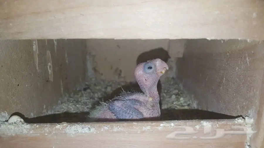 فرخ كروان أصيل - فرصة لا تُفوّت! (image 3)