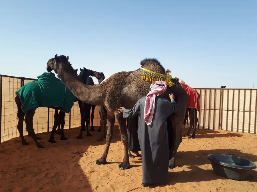 ناقه كفووو ام ثالث (image 1)
