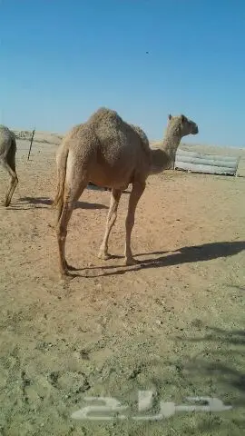 للبيع بكار طيبه (image 2)