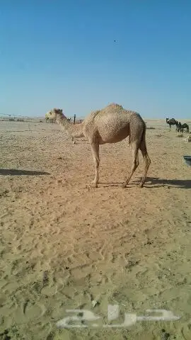للبيع بكار طيبه (image 1)