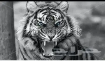 ورق جدران ثلاثي الأبعاد 3D جديد اي شكل مضمون (image 157)