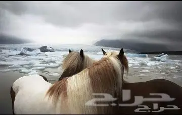 ورق جدران ثلاثي الأبعاد 3D جديد اي شكل مضمون (image 78)