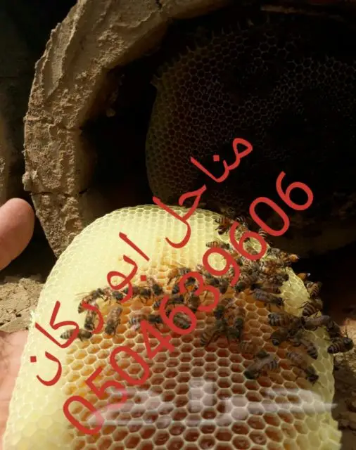عسل سدراصلي عشرين الف اذا اتضح عليه تغذيه (image 9)