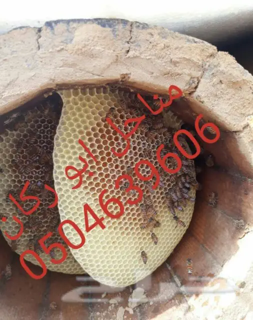 عسل سدراصلي عشرين الف اذا اتضح عليه تغذيه (image 10)