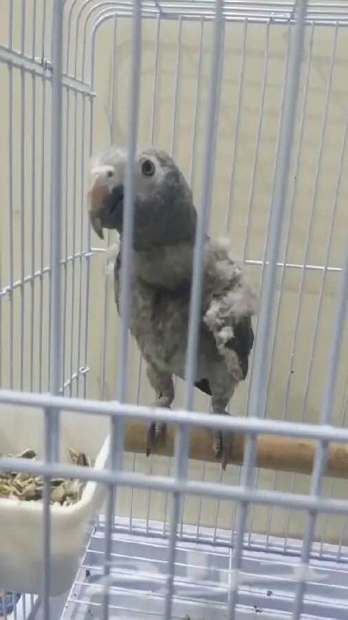  كاسكو  (image 1)