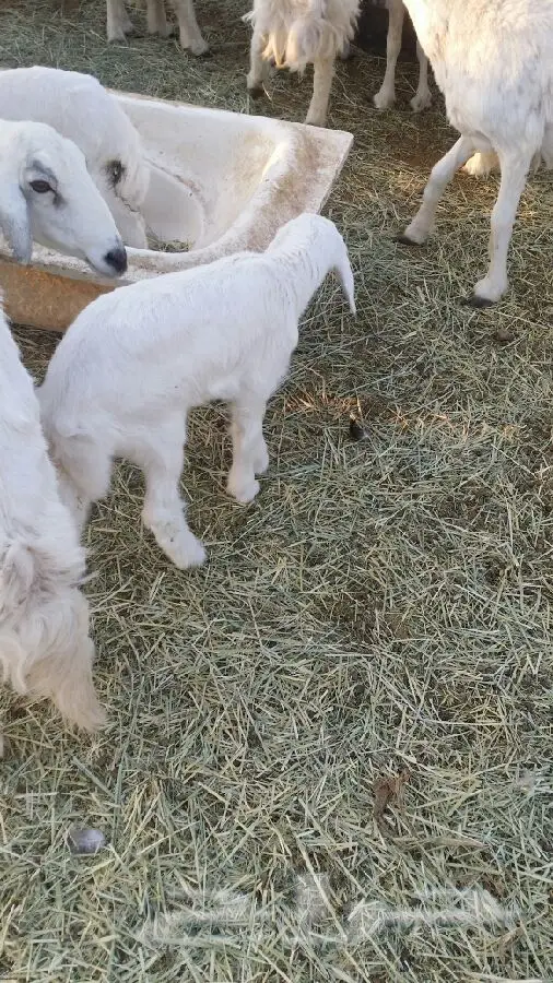 غنم حريات للبيع  (image 1)