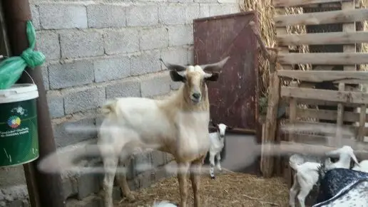 تيس فحل بيشي (image 2)