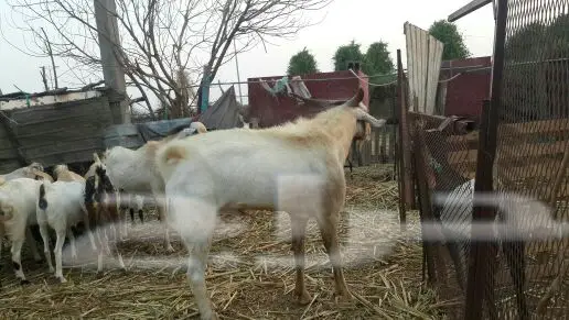 تيس فحل بيشي (image 1)
