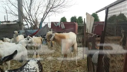 تيس فحل بيشي (image 3)