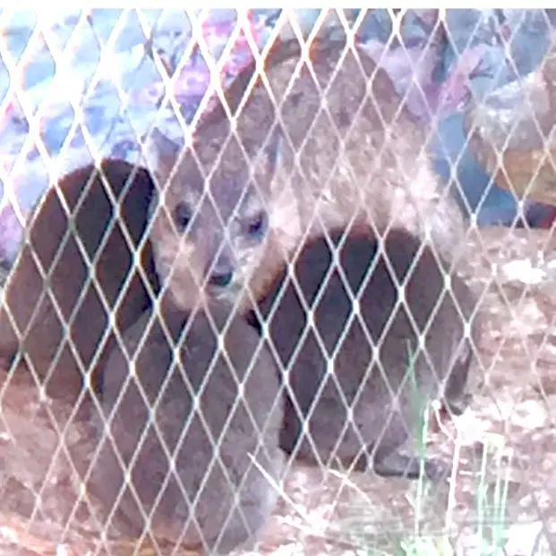 للبيع وبر انثى عمر سنه