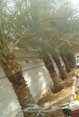 تبوك - ابوعصام لتويدالنخيل (image 13)