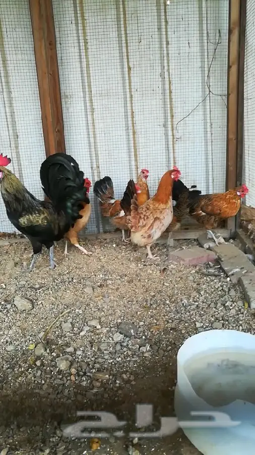 دجاج بلدي بياض وحاضن  (image 3)