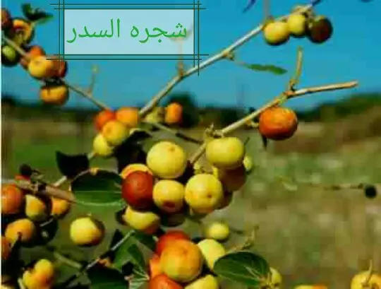 عسل سدر وسمر حضرمي دوعني إنتاج 1439 (image 23)