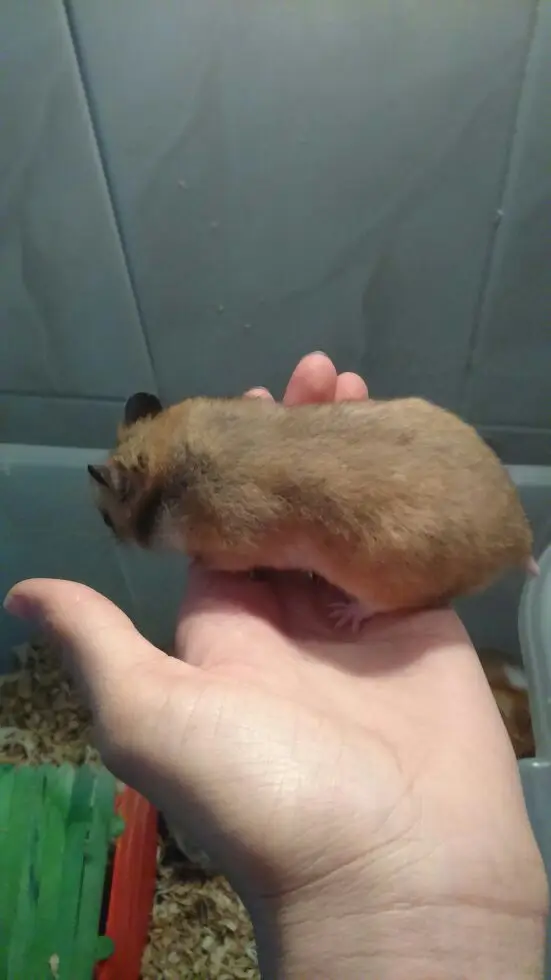 زوج هامستر لطيف و أطفالهم - فرصة مثالية! (image 6)