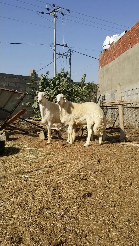فحول حريه صنف ومشروطة  (image 9)