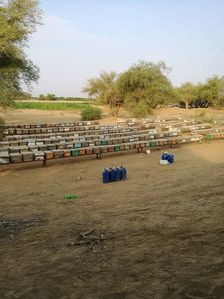 عسل مفحوص مخبريا (image 8)