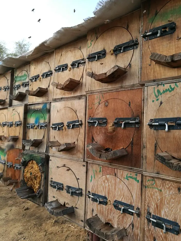 عسل مفحوص مخبريا (image 6)