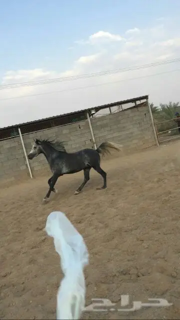 للبيع حصان عربي اصيل (image 6)