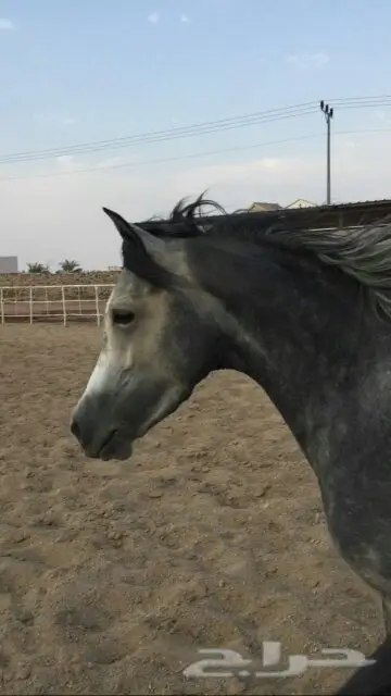 للبيع حصان عربي اصيل (image 7)