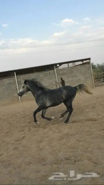 للبيع حصان عربي اصيل (image 2)