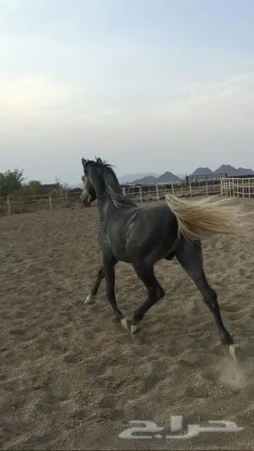 للبيع حصان عربي اصيل (image 5)