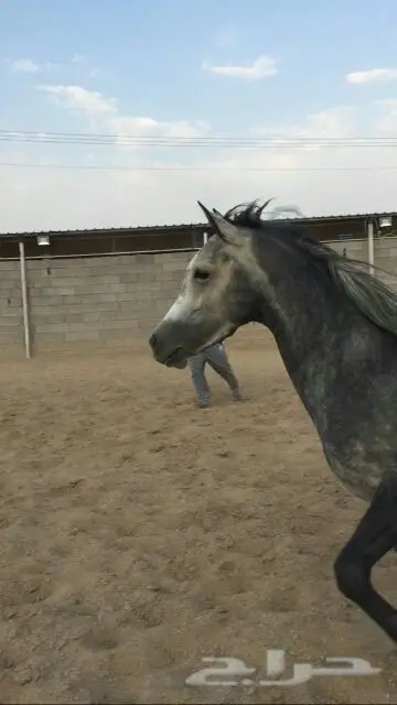 للبيع حصان عربي اصيل (image 1)