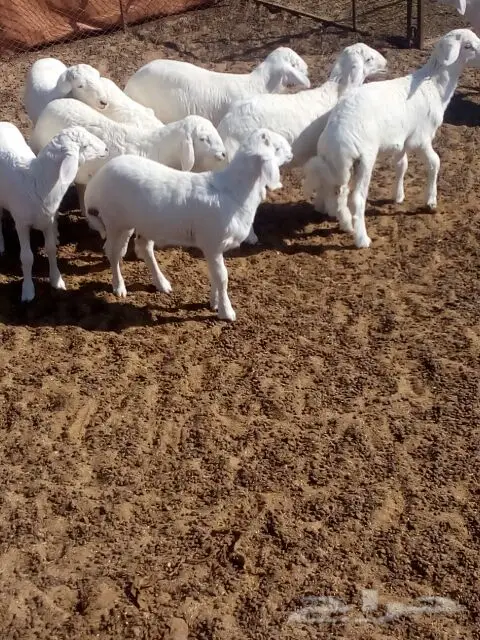 بهم مقفل شحم ولحم العدد10 (image 9)