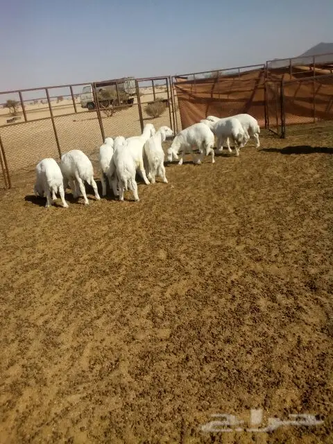 بهم مقفل شحم ولحم العدد10 (image 2)