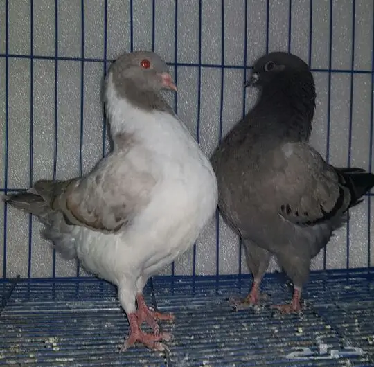 فحل كنق امريكي ابيض وطبه مودينا (image 6)