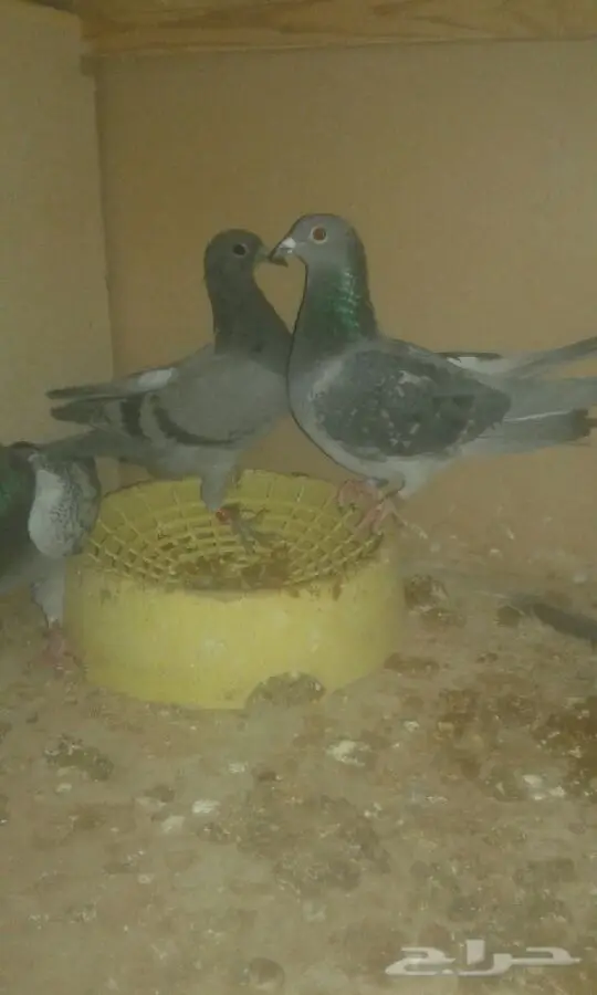 ازواج هنديه وزواجل ازواج (image 14)