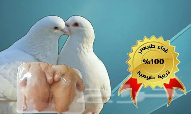 حمام فرنسي لاحم يذبح يوميا  (image 5)