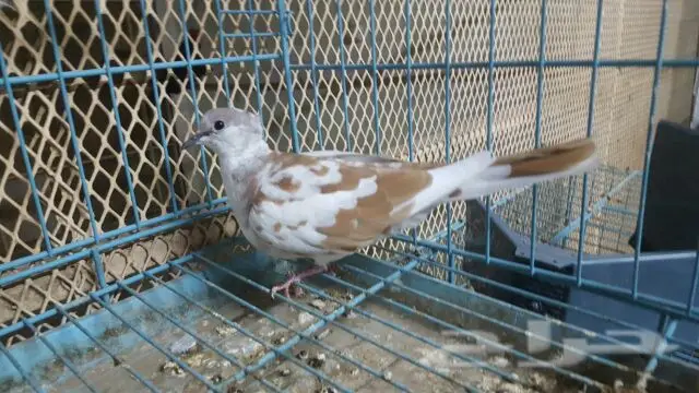 جوز منتج ياكريم (image 1)
