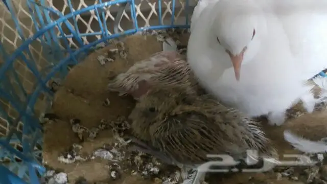 جوز منتج ياكريم (image 2)