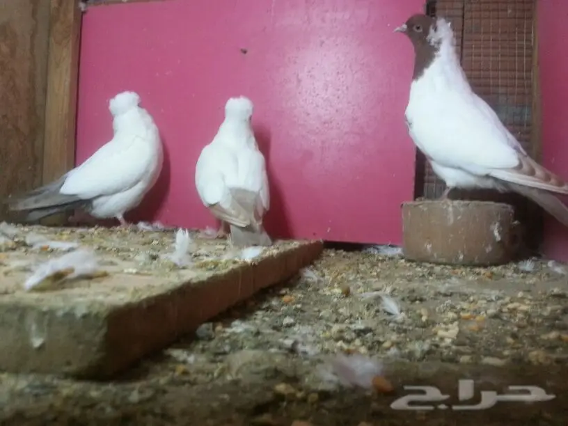 عرض لكم طبه سوداني  (image 1)