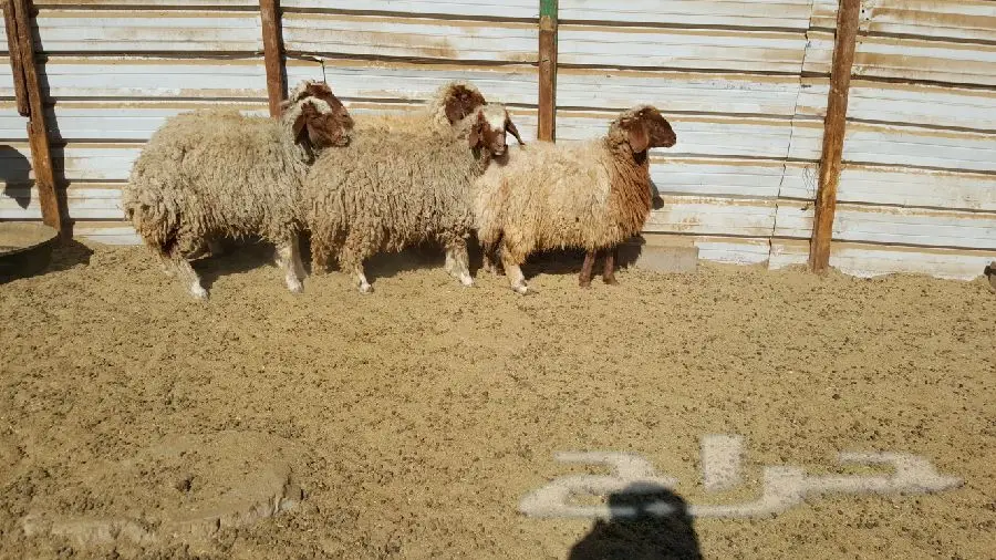 رخال بريه عدد 6 (image 2)