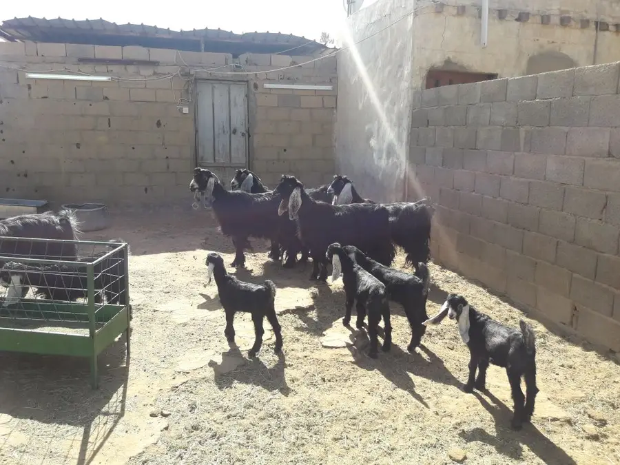 معزا للبيع الموقع الداهنه (image 4)