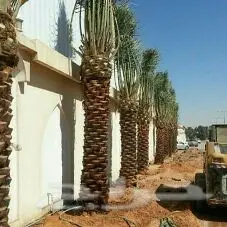 تبوك - ابوعصام أخصائي نخيل (image 2)