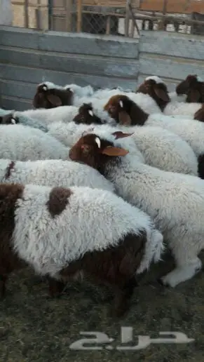 فرصة ذهبية! نعيم الأصيل بأسعار مميزة (image 17)