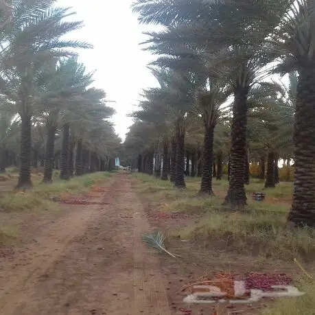 تبوك - ابوعصام أخصائي نخيل (image 17)