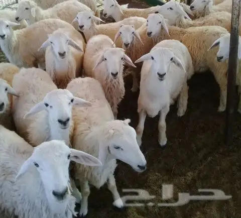 ذبايح حرية وسواكنيات وتيوس (راجع التقييم) (image 10)