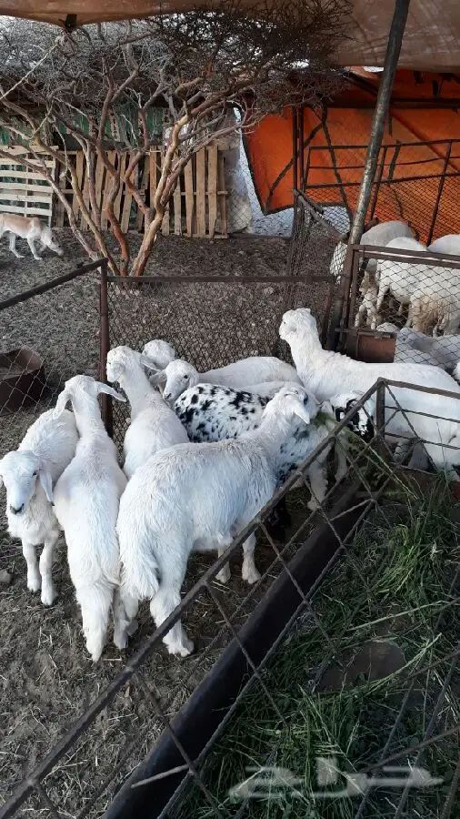 بيشه (image 1)